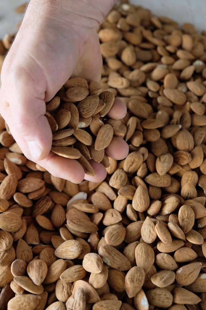 Almonds in a hand